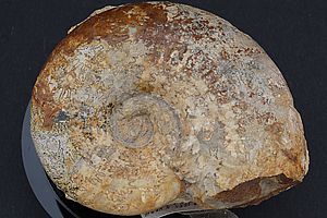 Ammoniten 3529